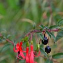 Fuchsia regia 'Retzii' (2)